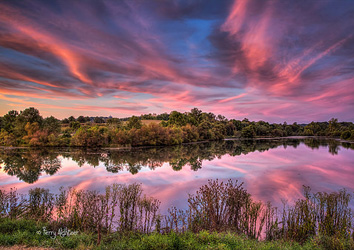 Cherry Blossom Pond Twilight Dream By Terry Aldhizer